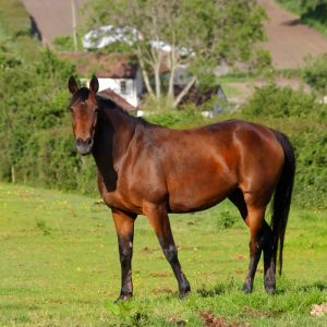 Equine Gastric Support Yemi